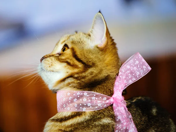 Portrait of beautiful cat — Stock Photo, Image