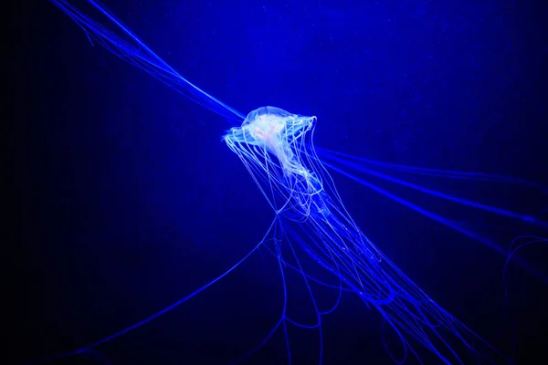 Vackra maneter, Medusa i neonljuset med fiskarna. U — Stockfoto