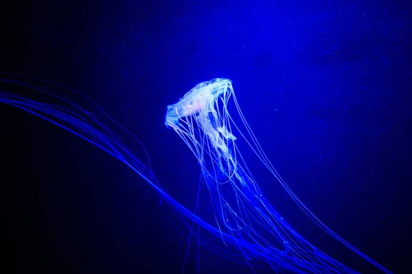 Vackra maneter, Medusa i neonljuset med fiskarna. U — Stockfoto