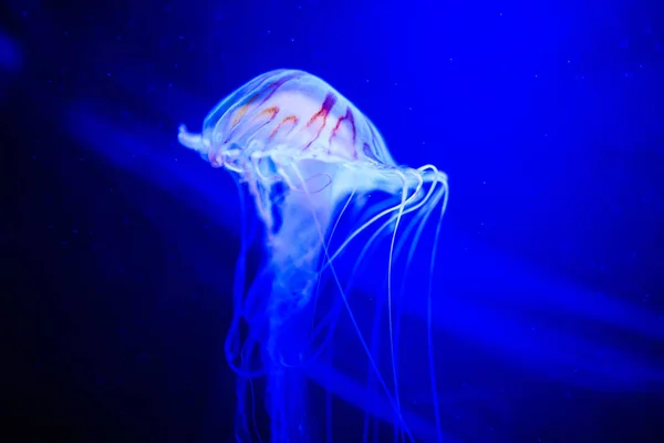 Alforreca bonita, medusa na luz de néon com os peixes. U — Fotografia de Stock