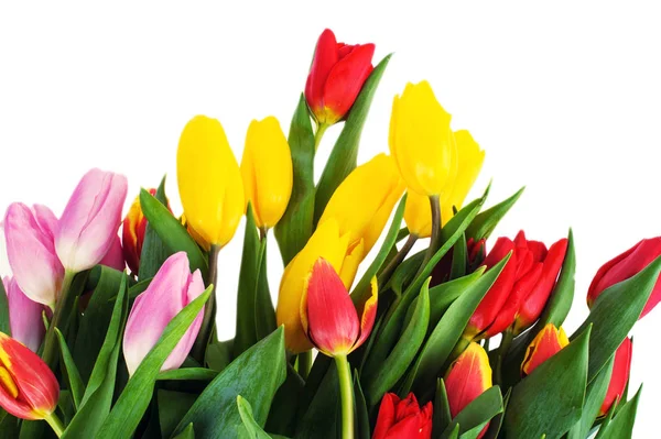 Set of different color tulips isolated on white background, , sp — Stock Photo, Image