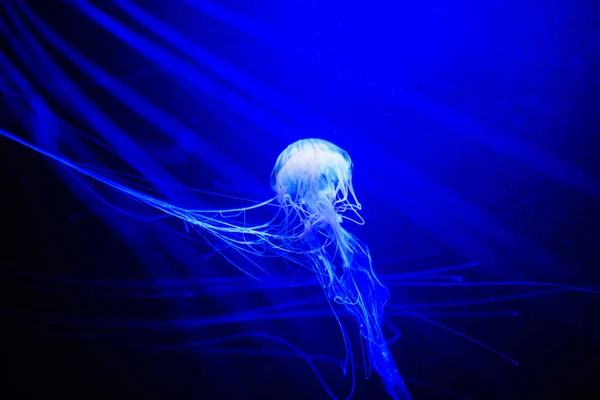 美丽的水母，在霓虹灯下与鱼的美杜莎。美国 — 图库照片