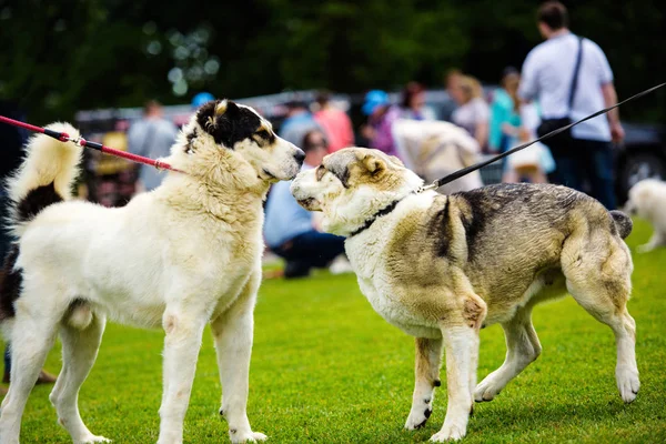 Komik duygusal köpekler yeşil çim üzerinde oynuyor — Stok fotoğraf