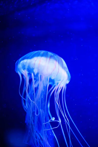 Beautiful jellyfish, medusa in the neon light with the fishes. U — Stock Photo, Image