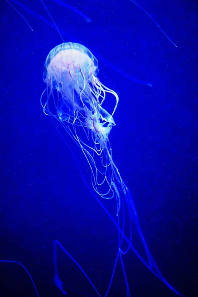 Krásná medúza, medůza v neonové světelné světlo s rybami. U — Stock fotografie