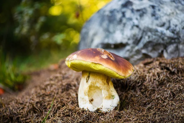 Boletus on moss in forest. Mushrooms searching and picking in fo — Stock Photo, Image