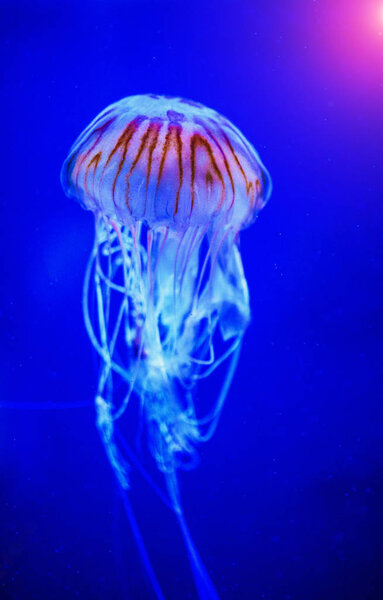 Beautiful jellyfish, medusa in the neon light with the fishes. U