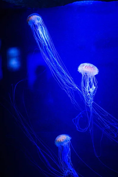 Belle méduse, méduse dans la lumière au néon avec les poissons. U — Photo