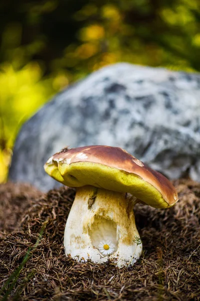 Boleto sobre musgo na floresta. Cogumelos procurando e escolhendo em fo — Fotografia de Stock