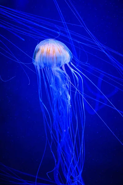 Красивая медуза, медуза в неоновом свете с рыбами. U — стоковое фото