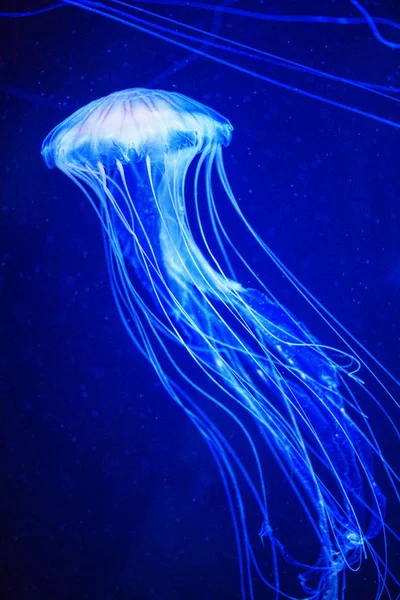 Hermosas medusas, medusa en la luz de neón con los peces. U —  Fotos de Stock