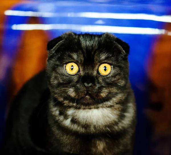 Söt Katt Selektivt Fokus — Stockfoto