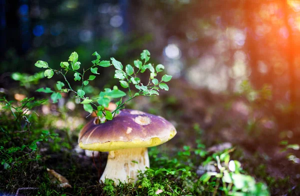 Bolet sur mousse dans la forêt. Champignons recherchant et cueillant à fo — Photo