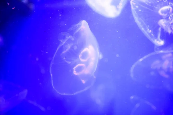 Hermosas medusas, medusa en la luz de neón con los peces. U —  Fotos de Stock