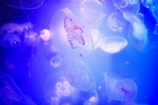 Beautiful jellyfish, medusa in the neon light with the fishes. U
