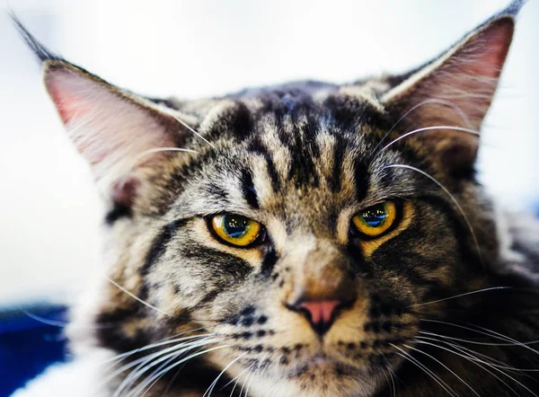 Porträt einer traurigen Katze — Stockfoto