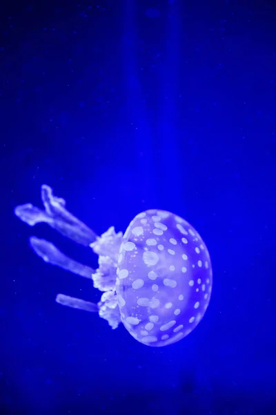 Beautiful jellyfish, medusa in the neon light with the fishes. U — Stock Photo, Image