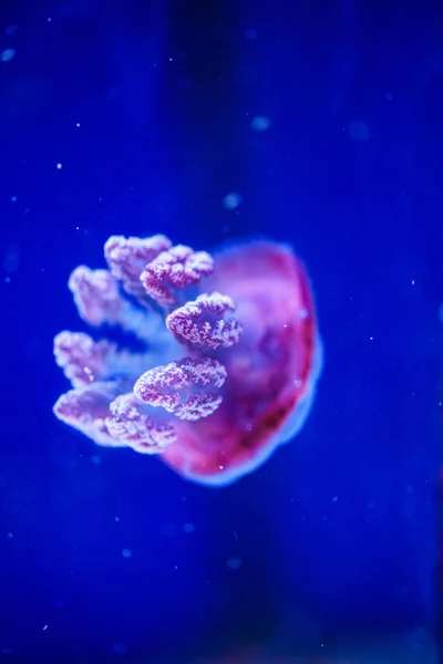 Hermosas medusas, medusa en la luz de neón con los peces. U — Foto de Stock