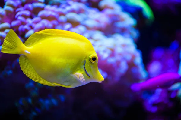 Prachtige en mooie onderwaterwereld met koralen en tropica — Stockfoto