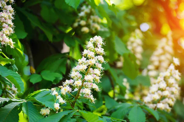 Castanha no dia da primavera — Fotografia de Stock