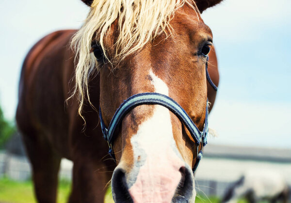 Beautiful red horse with long mane