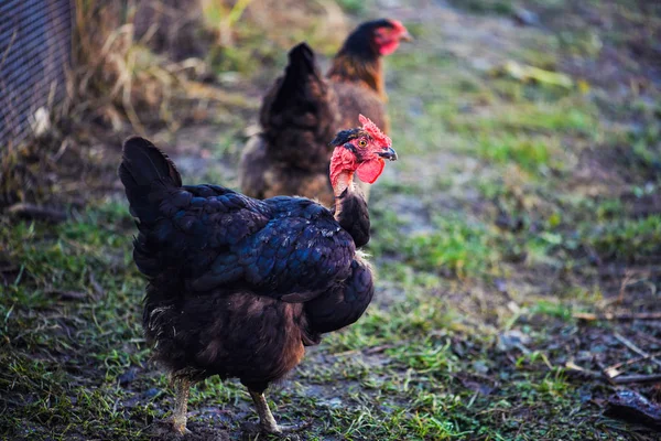 Bir çiftlikte tavuk — Stok fotoğraf
