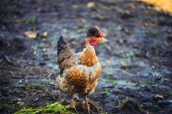 Kip op een boerderij — Stockfoto