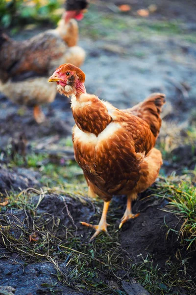 Frango em uma fazenda — Fotografia de Stock