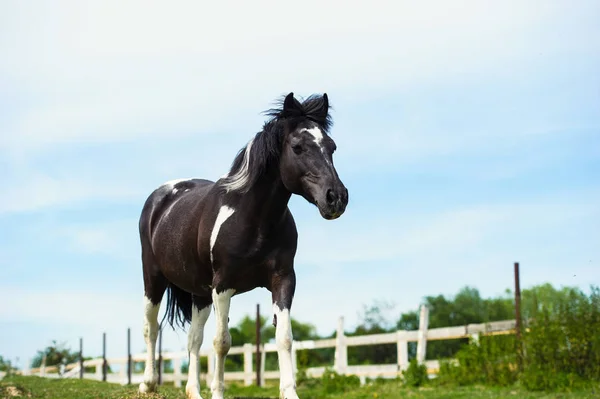 Schilderachtig Uitzicht Prachtig Paardenportret — Stockfoto