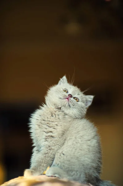 背景に可愛い子猫ちゃん — ストック写真