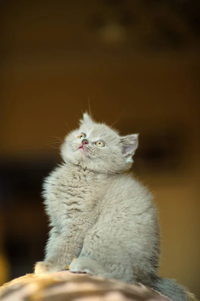 Söt Liten Kattunge Bakgrunden — Stockfoto