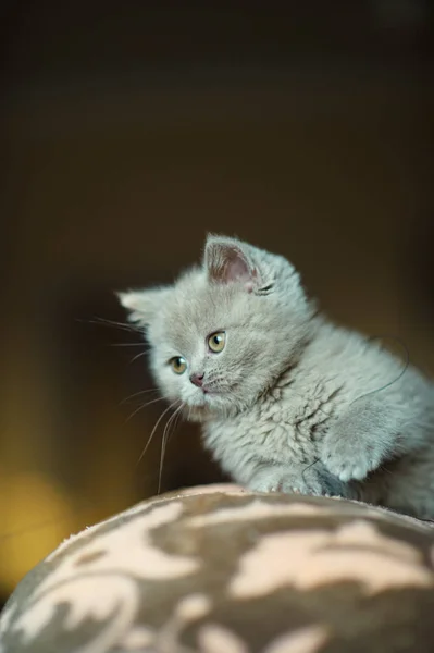 Симпатичный Маленький Котенок Фоне — стоковое фото