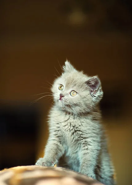 背景に可愛い子猫ちゃん — ストック写真