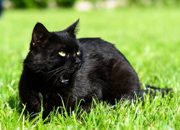 हिरव्या पार्श्वभूमीवर मजेदार काळा मांजर — स्टॉक फोटो, इमेज