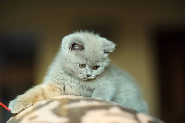 Милий Маленький Кошеня Фоні — стокове фото