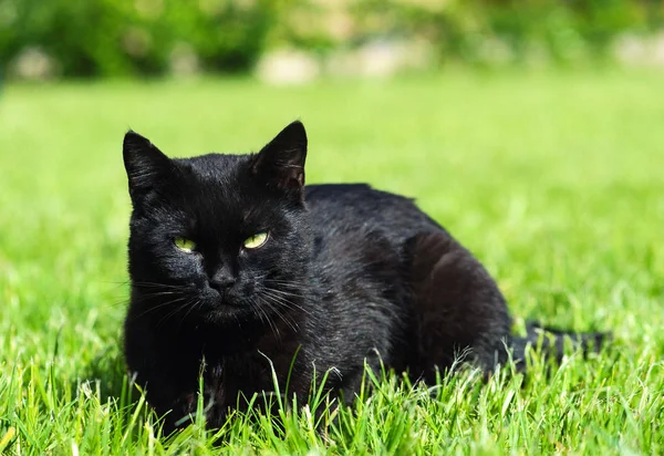 Preto gato no verde fundo — Fotografia de Stock