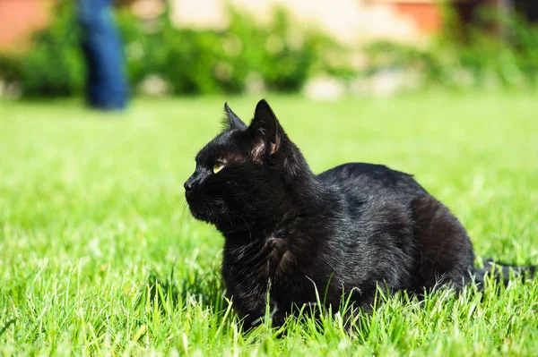 Yeşil arka planda siyah kedi — Stok fotoğraf