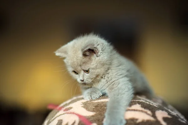 귀여운 고양이 — 스톡 사진