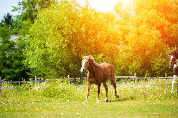 Vista Panorámica Del Hermoso Retrato Caballo —  Fotos de Stock