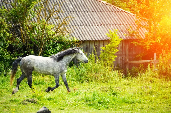 Живописный Вид Красивый Портрет Лошади — стоковое фото