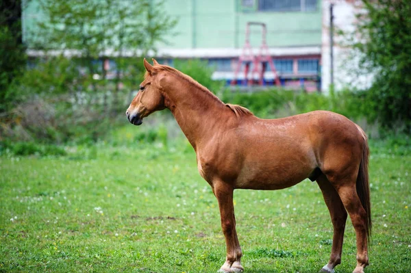 Retrato de belo cavalo vermelho no verão — Fotografia de Stock