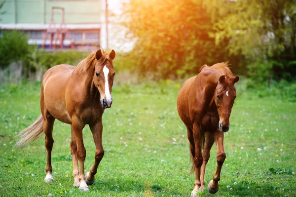 Portrait de beau cheval rouge en été — Photo