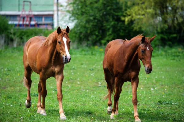 Cheval avec longue crinière sur pâturage contre beau ciel bleu — Photo