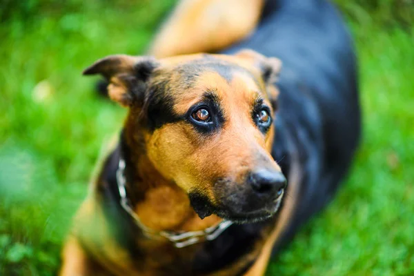 Cão engraçado na grama verde — Fotografia de Stock