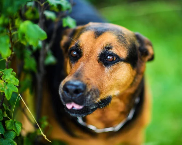 緑の草の上の面白い犬 — ストック写真