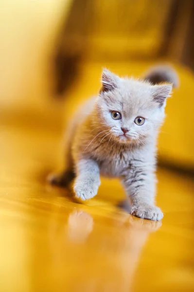 Roztomilé Koťátko Pozadí — Stock fotografie