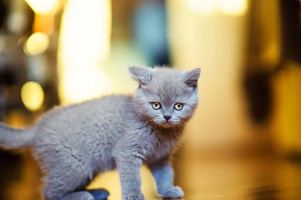 귀여운 고양이의 초상화 — 스톡 사진