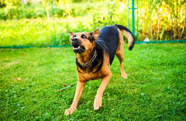 Angry dog attacks. The dog looks aggressive and dangerous.