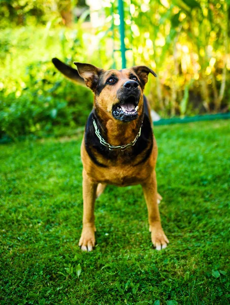 Angry dog attacks. The dog looks aggressive and dangerous.