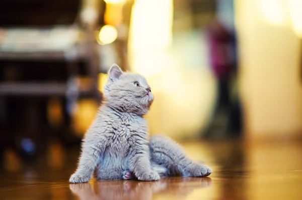 Cute Little Kitten Background — Stock Photo, Image